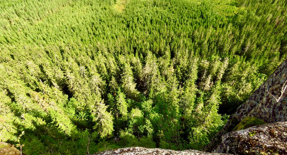 Bossen Lybergsgnupen hike Zweden
